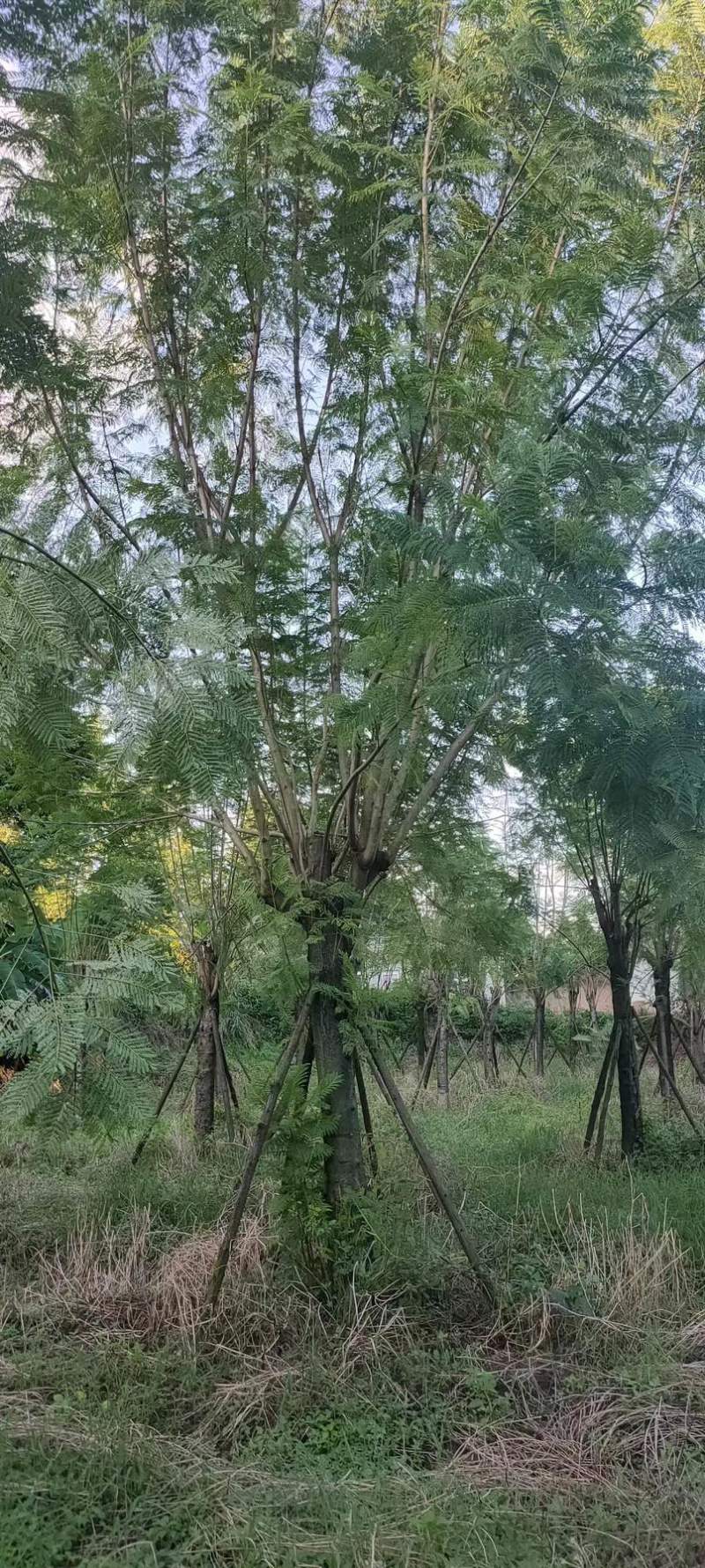 蓝花楹地苗30公分福建漳州种植基地苗农一手货源低价批发