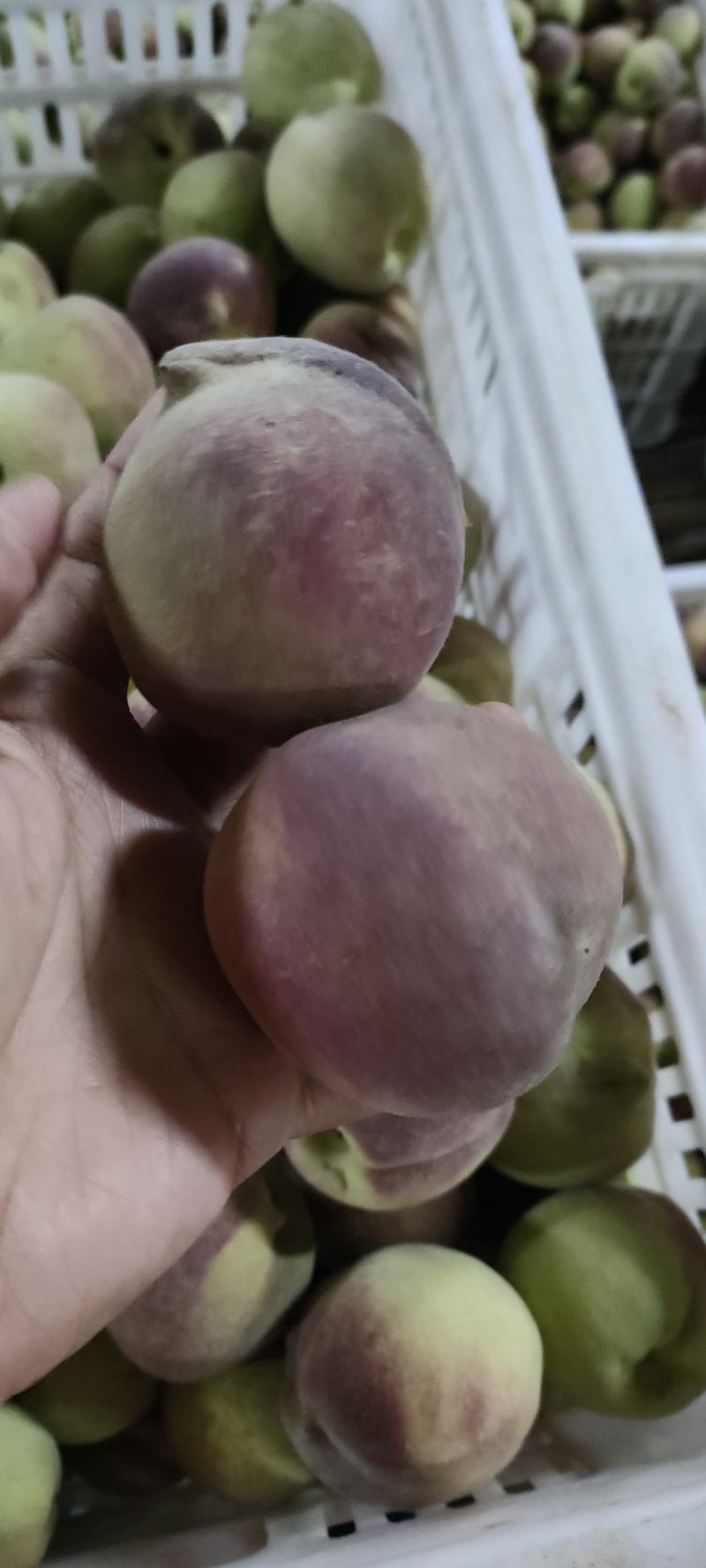 潍坊临朐嵩山蜜桃，一手货源，诚信代办。离核脆甜，欢迎各位