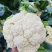 温州菜花有机花菜大量上市青梗白面小米粒货量充足包您满意