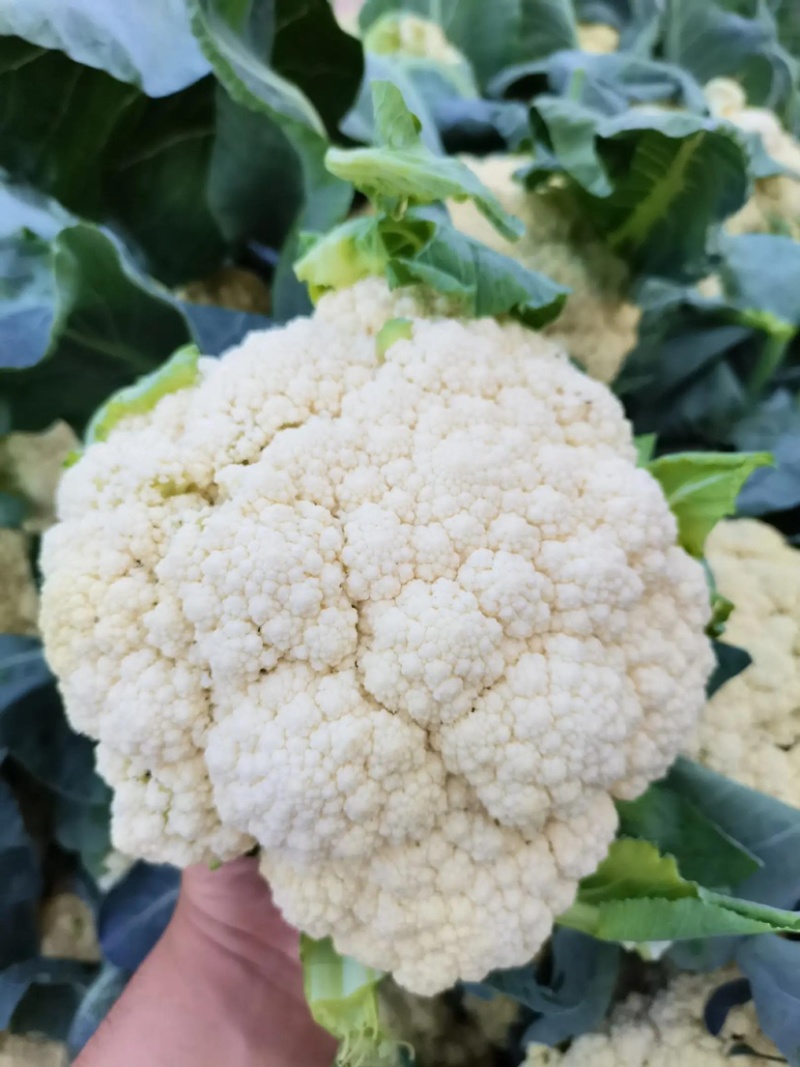 温州菜花有机花菜大量上市青梗白面小米粒货量充足包您满意