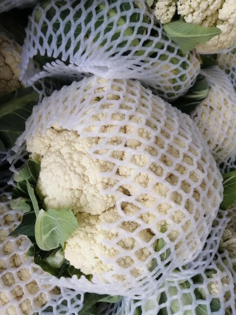 温州菜花有机花菜大量上市青梗白面小米粒货量充足包您满意