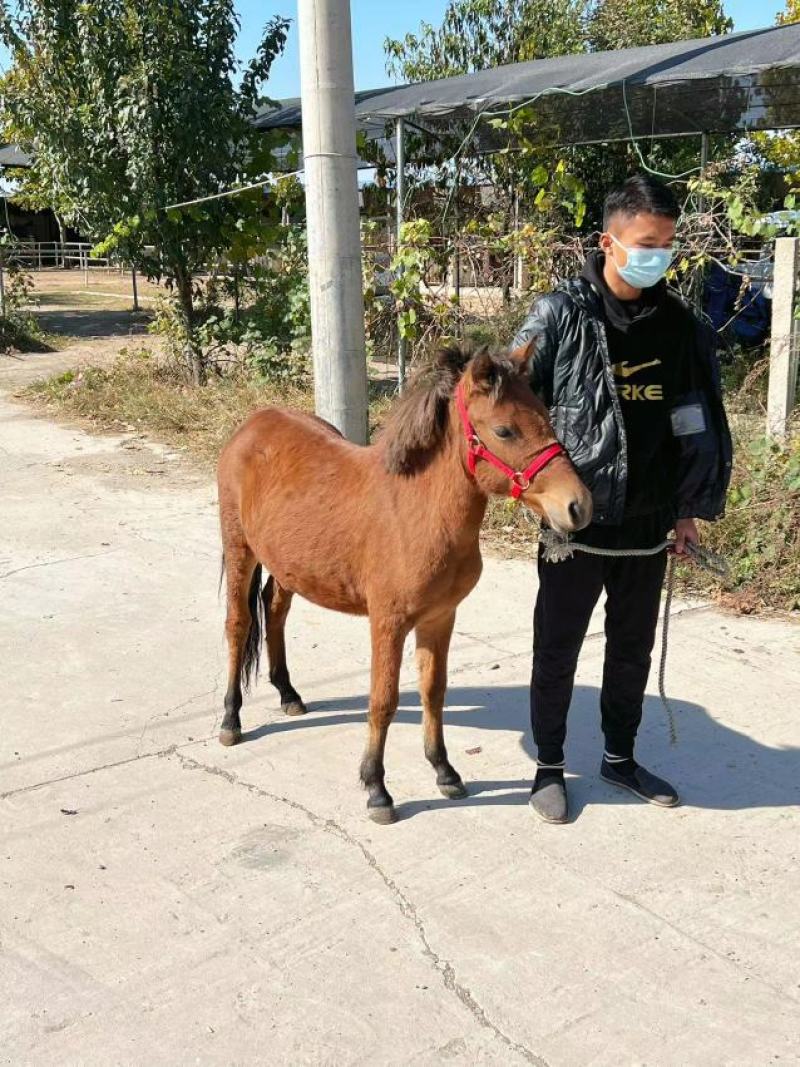 德保矮马小矮马幼年马改良矮马设特兰矮马俱乐部用多少钱一匹