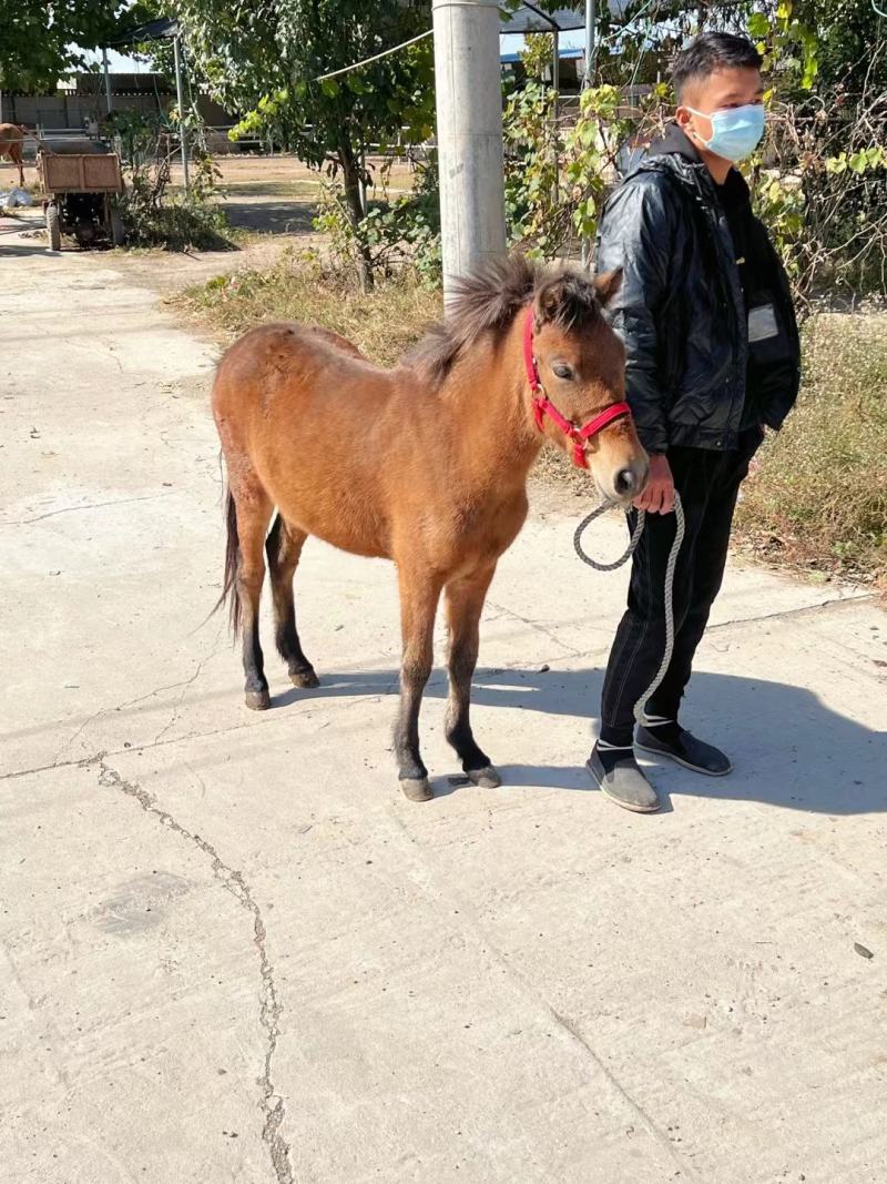 德保矮马小矮马幼年马改良矮马设特兰矮马俱乐部用多少钱一匹