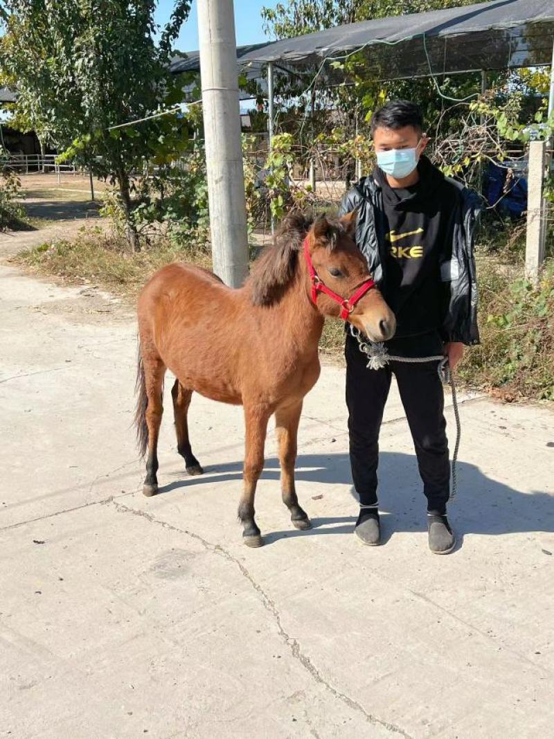 德保矮马小矮马幼年马改良矮马设特兰矮马俱乐部用多少钱一匹
