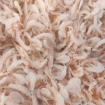 渤海湾新鲜的多肉虾皮品质好价格实惠量大从优货源稳定诚信