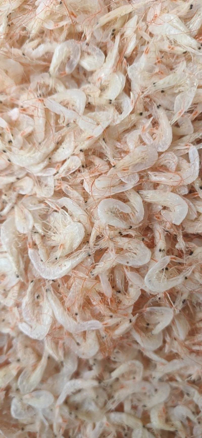 渤海湾新鲜的多肉虾皮品质好价格实惠量大从优货源稳定诚信
