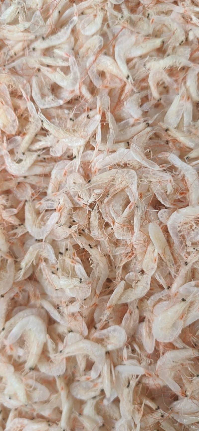 渤海湾新鲜的多肉虾皮品质好价格实惠量大从优货源稳定诚信