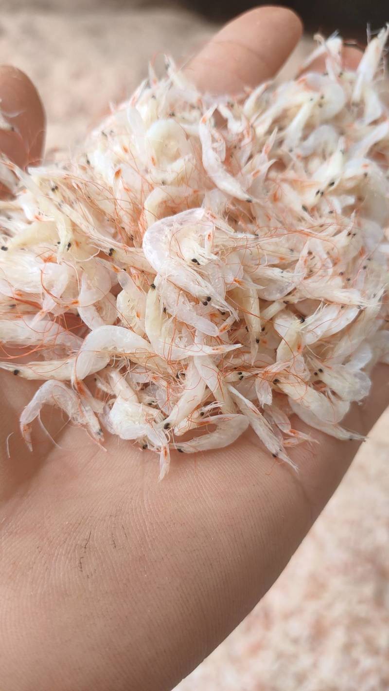 渤海湾新鲜的多肉虾皮品质好价格实惠量大从优货源稳定诚信