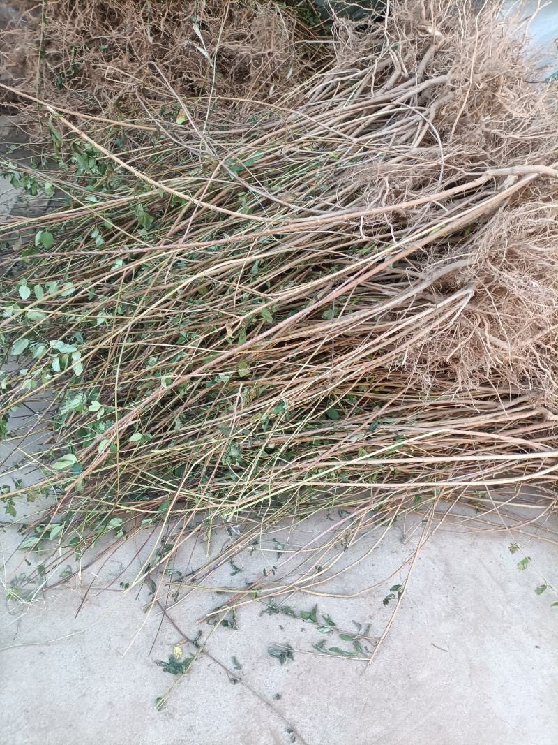 (高产大果)3号药用翘苗结果早多规格批发零售