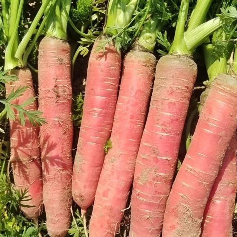 精品沙地胡萝卜大量上市，口感香甜，皮毛好，欢迎咨询