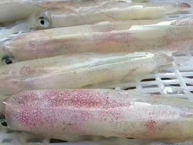 本地鱿鱼干一手货源视频看货以质论价欢迎联系