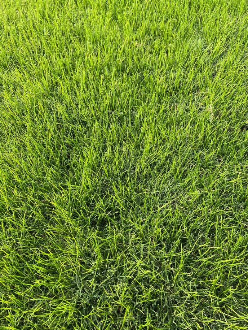 2022年10月优质冬季草坪