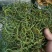 化石草