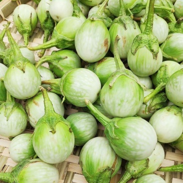 泰国蔬菜咖喱茄子绿色圆茄大圆茄泰国圆茄脆茄