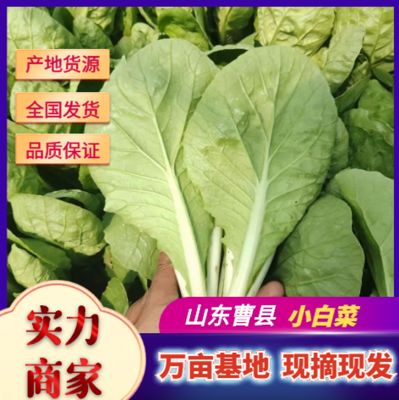 【精选快菜】基地直供，山东精品快菜，小白菜毛白菜，发全国