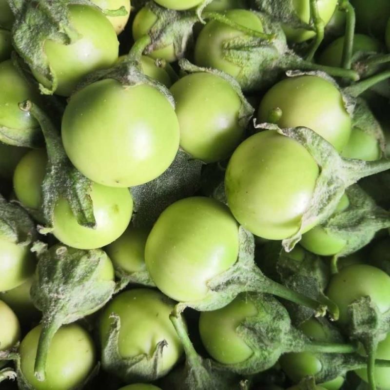 泰国蔬菜咖喱茄子绿色圆茄大圆茄泰国圆茄脆茄