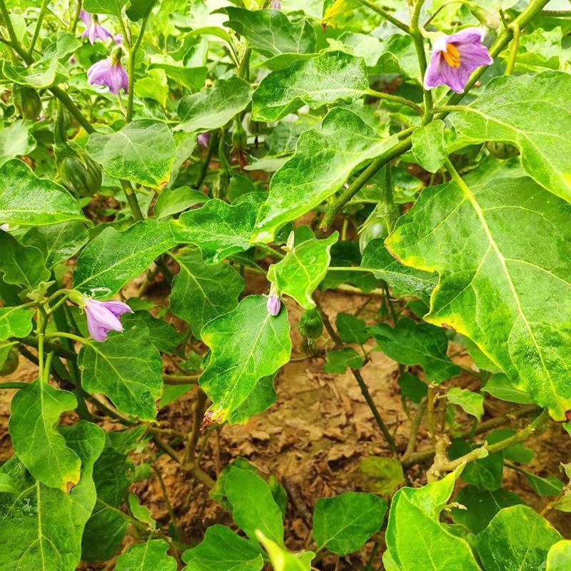 泰国蔬菜咖喱茄子绿色圆茄大圆茄泰国圆茄脆茄