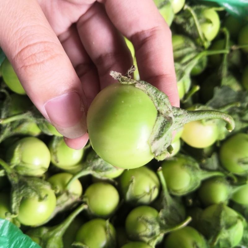 泰国蔬菜咖喱茄子绿色圆茄大圆茄泰国圆茄脆茄