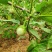 泰国蔬菜咖喱茄子绿色圆茄大圆茄泰国圆茄脆茄