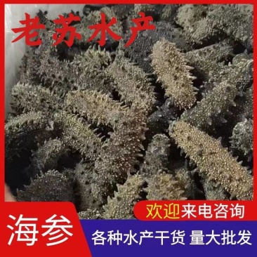 大连海参辽参规格齐全工厂价格一斤也是批发价