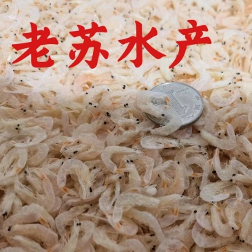 虾皮无盐淡干大虾皮虾米大量批发一手货源