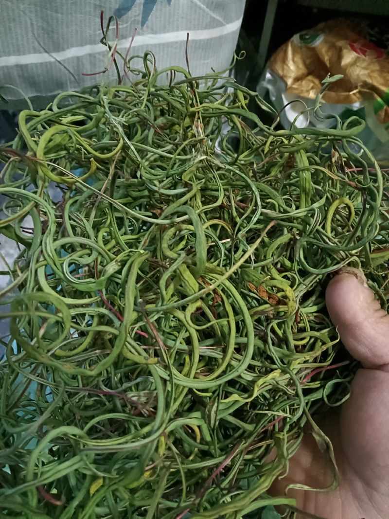 化石草