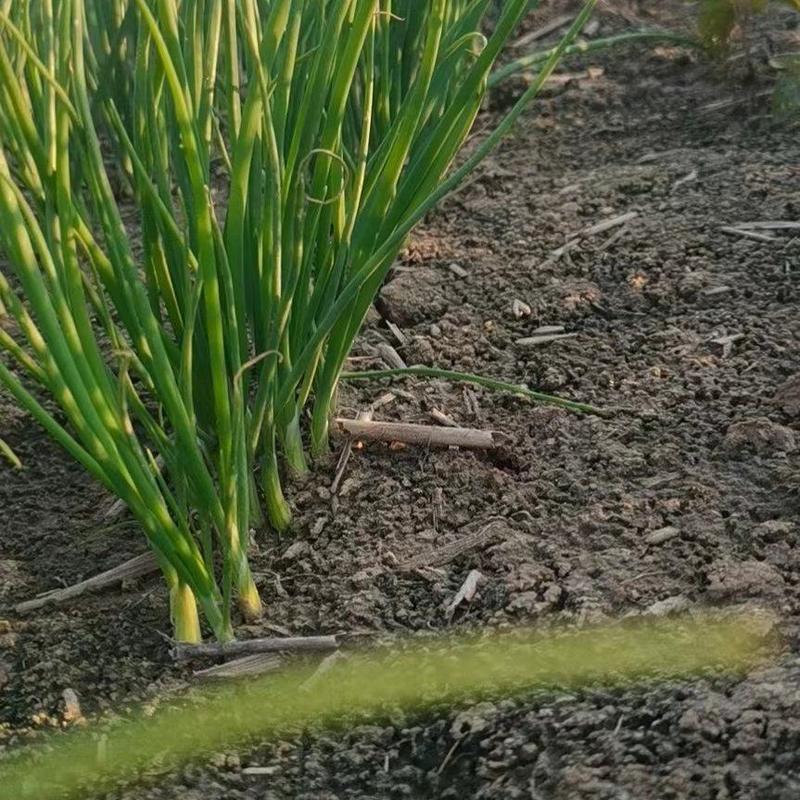 丰县进口高产洋葱种子育苗种植基地