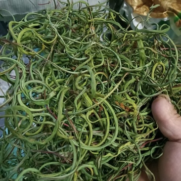 化石草