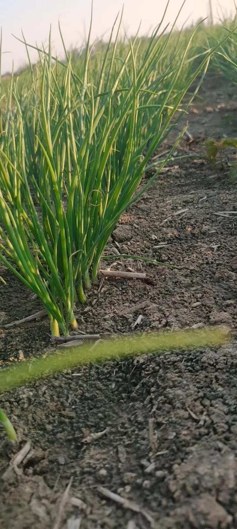 丰县进口高产洋葱种子育苗种植基地