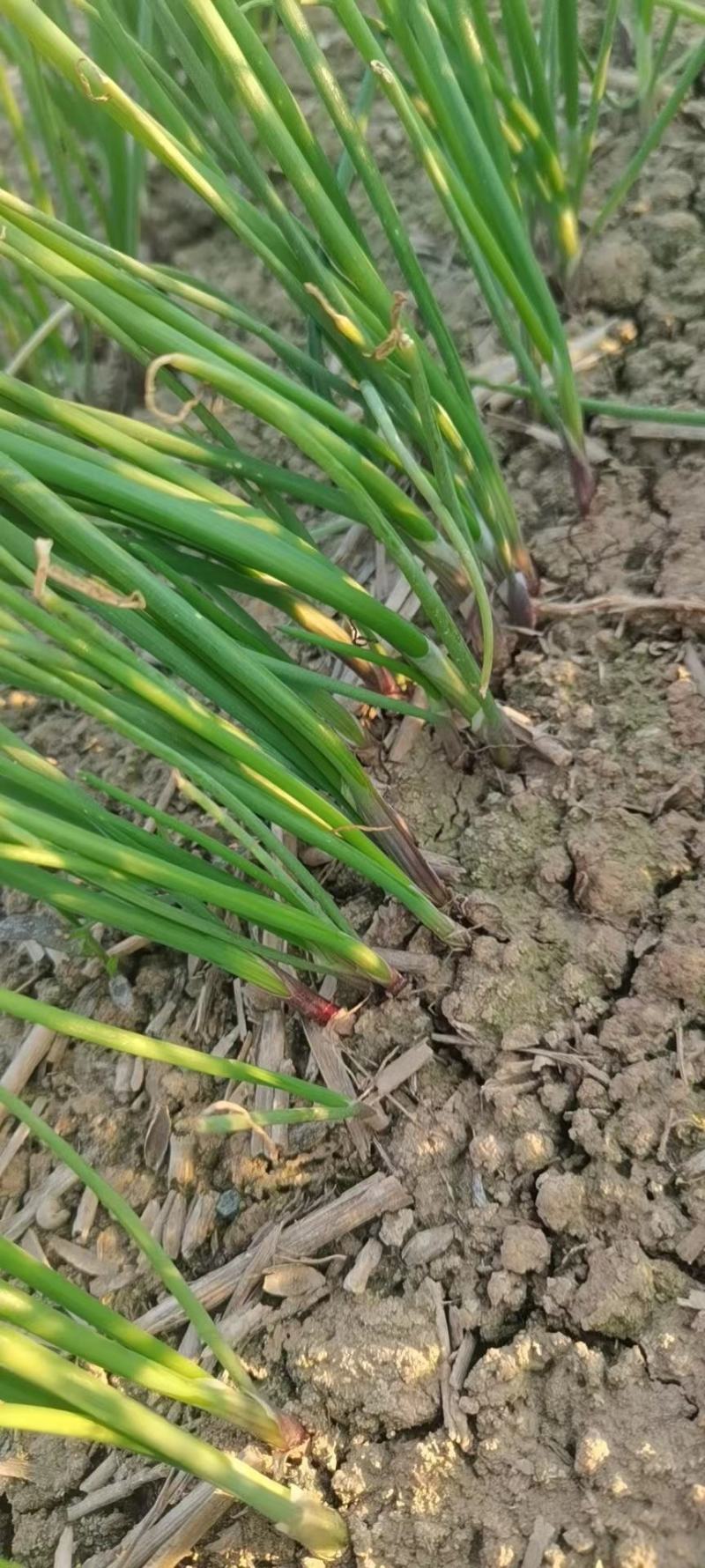 丰县进口高产洋葱种子育苗种植基地