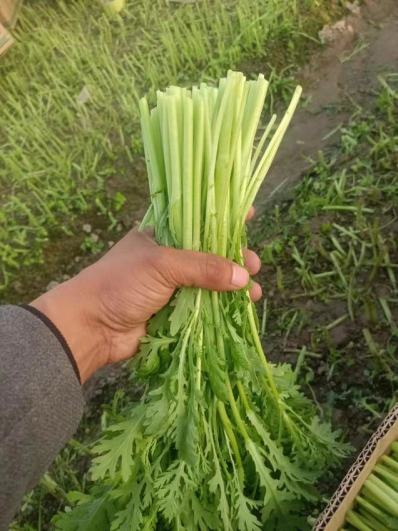 茼蒿/小叶茼蒿/江苏淮安茼蒿/淮安茼蒿/视频拿货电联优惠