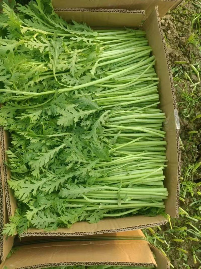 茼蒿/小叶茼蒿/江苏淮安茼蒿/淮安茼蒿/视频拿货电联优惠