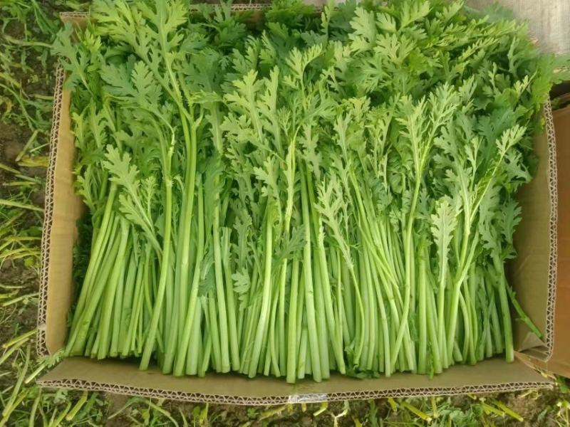 茼蒿/小叶茼蒿/江苏淮安茼蒿/淮安茼蒿/视频拿货电联优惠
