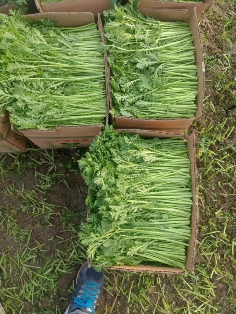 茼蒿/小叶茼蒿/江苏淮安茼蒿/淮安茼蒿/视频拿货电联优惠