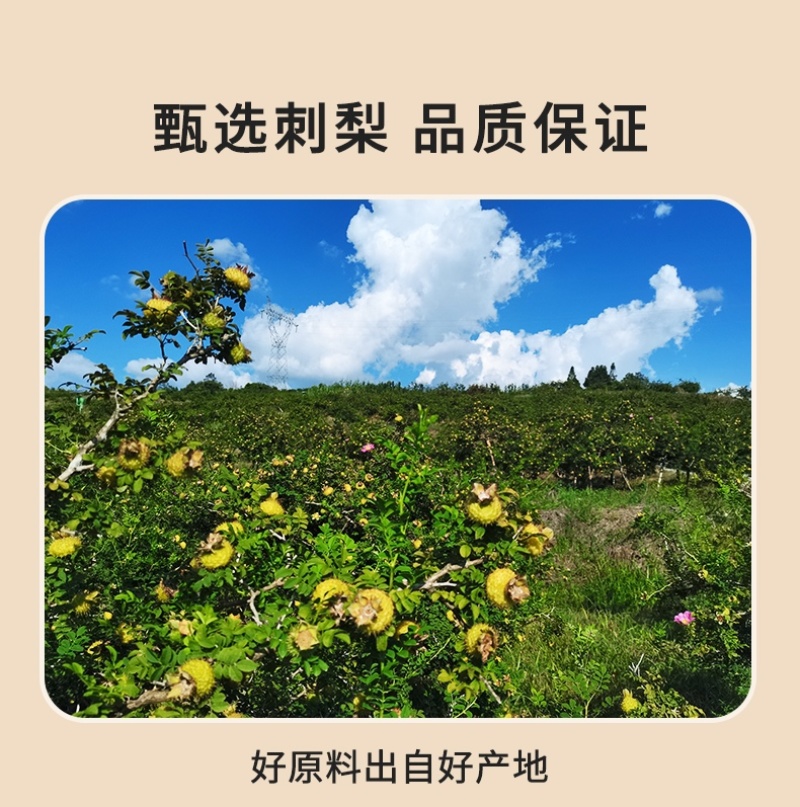 25年南方刺梨粉，全营养，每一滴都有活力