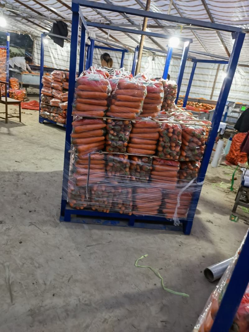 杂交品种适合东南亚出口满洲里出口二万千起批自己的加工厂