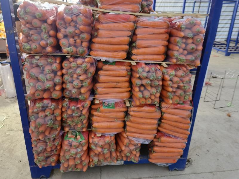 杂交品种适合东南亚出口满洲里出口二万千起批自己的加工厂