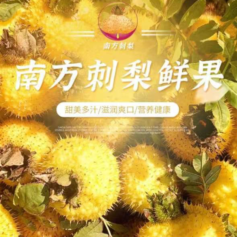 【贵州刺梨】刺梨鲜果现采现发2025新货采收期基地直