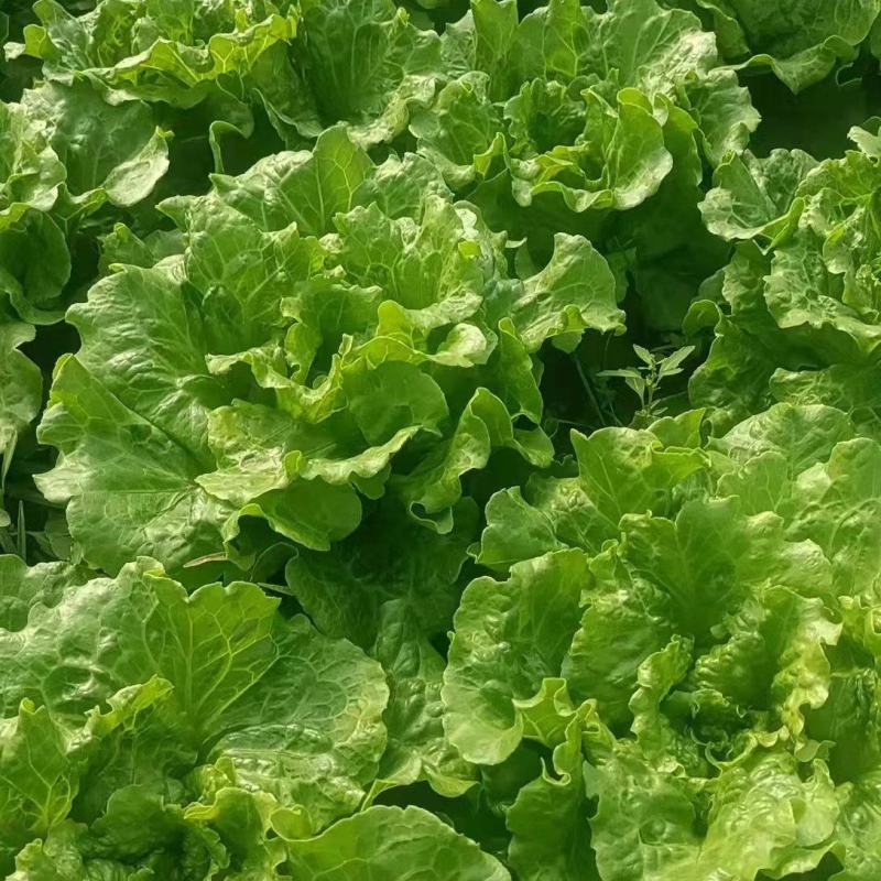 生菜/散叶生菜/江苏生菜/淮安生菜/精品生菜/全国发货