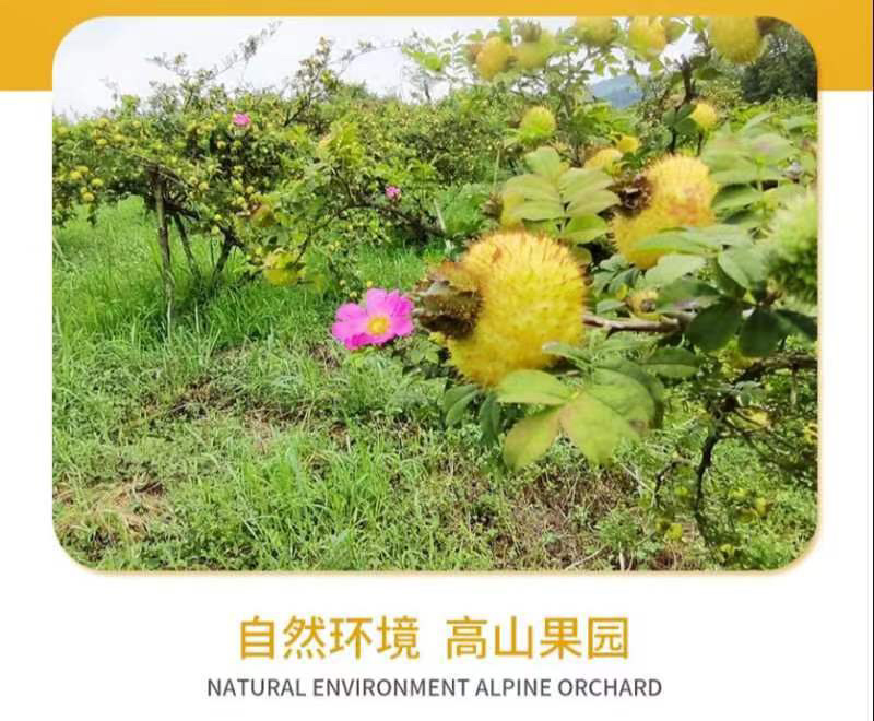 【贵州刺梨】刺梨鲜果现采现发2025新货采收期基地直