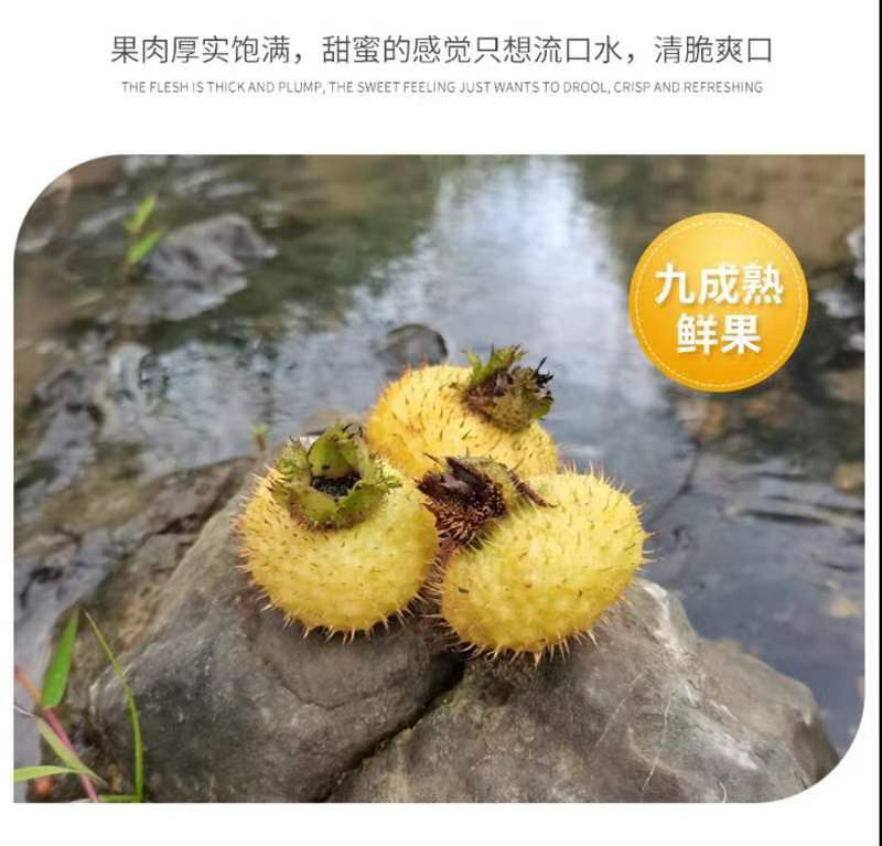 【贵州刺梨】刺梨鲜果现采现发2025新货采收期基地直