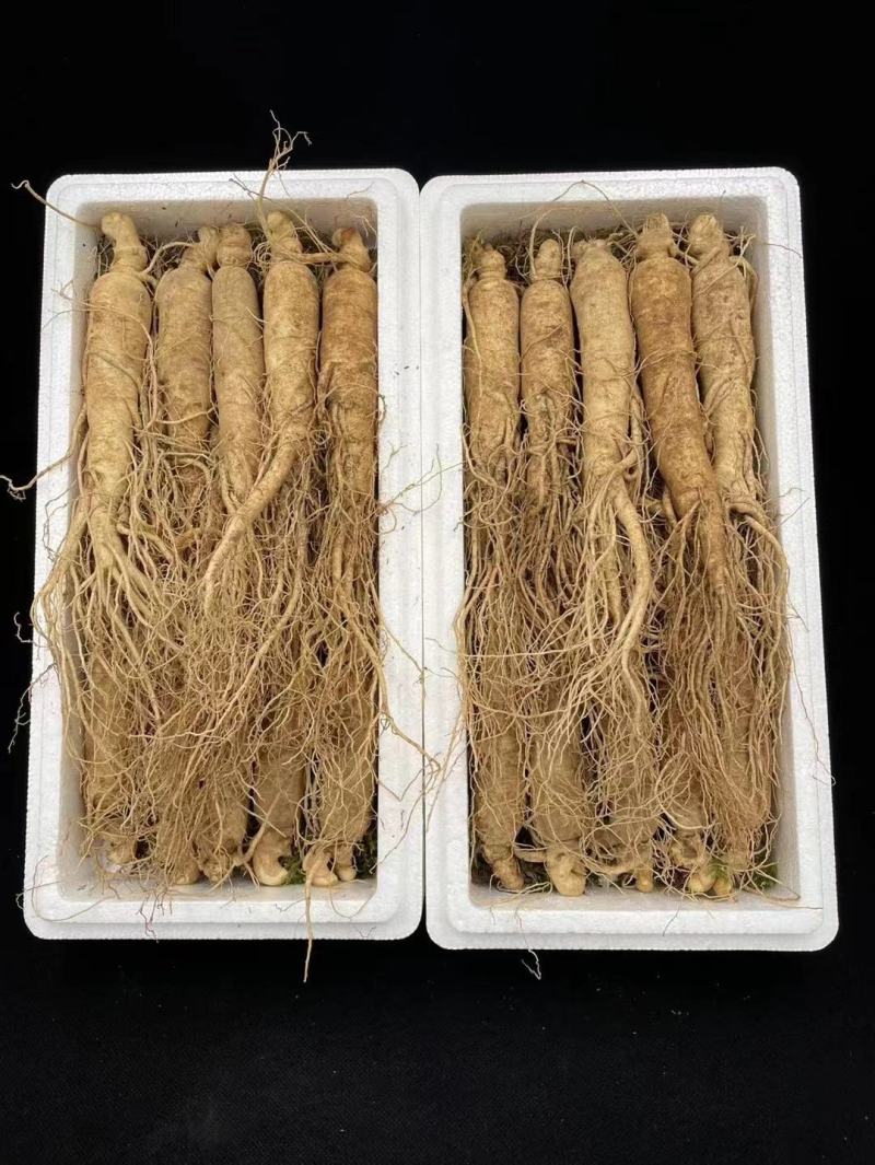 【特别推荐】各种规格长白山新鲜人参，优质选货，