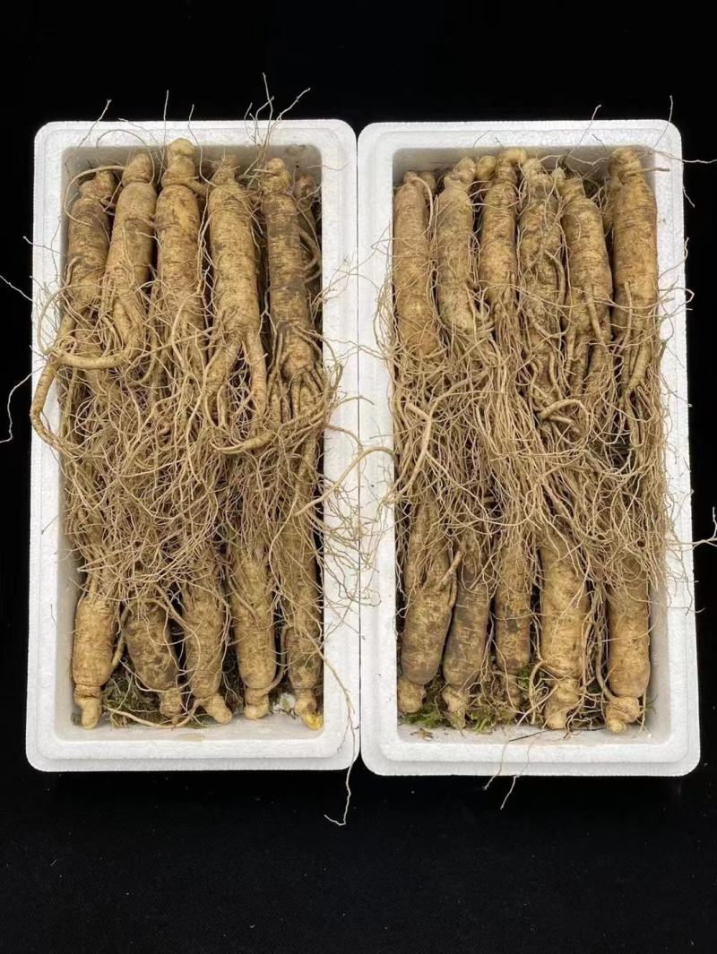 【特别推荐】各种规格长白山新鲜人参，优质选货，