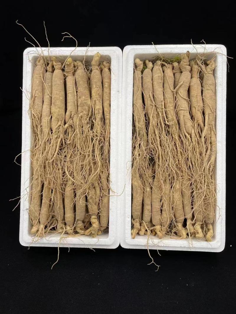 【特别推荐】各种规格长白山新鲜人参，优质选货，