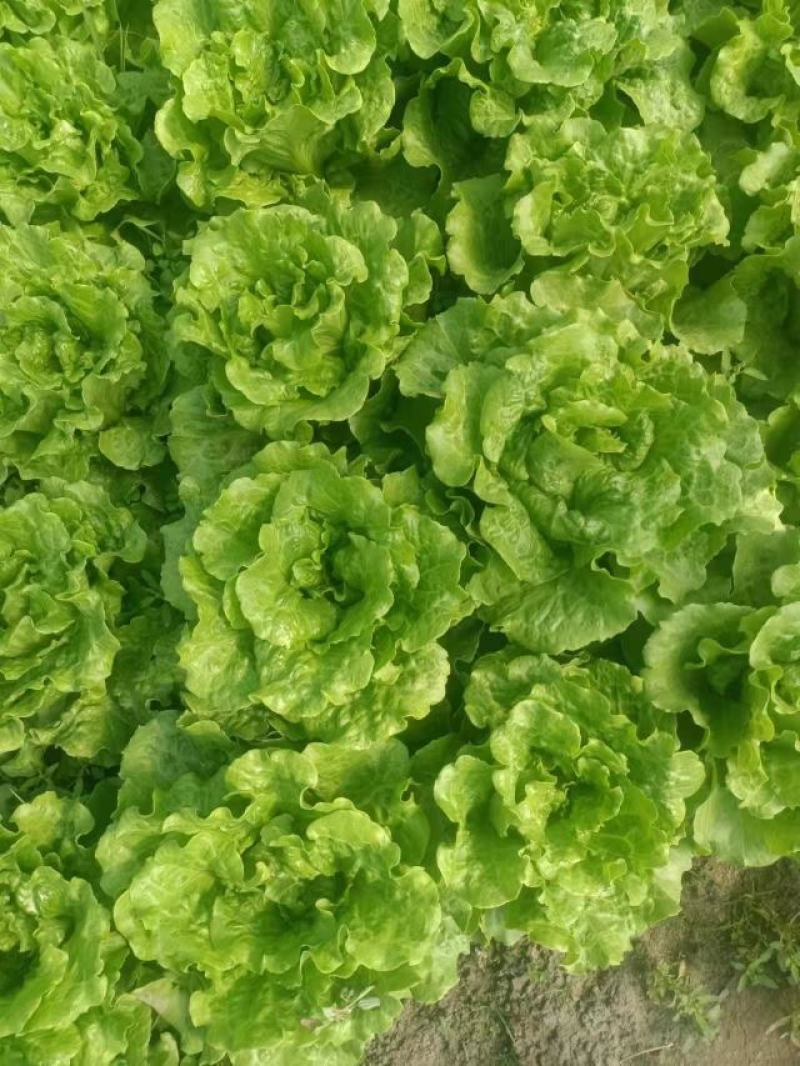 生菜/散叶生菜/江苏生菜/淮安生菜/精品生菜/全国发货