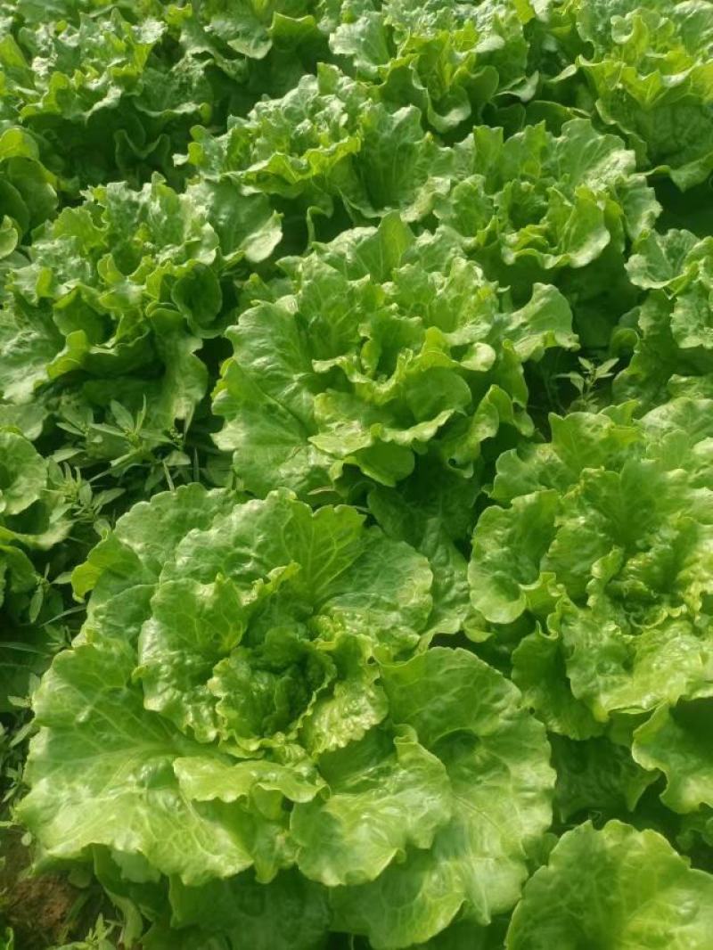 生菜/散叶生菜/江苏生菜/淮安生菜/精品生菜/全国发货