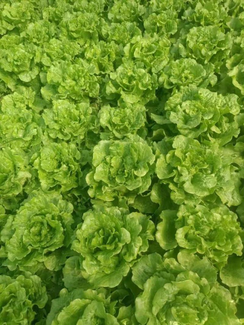 生菜/散叶生菜/江苏生菜/淮安生菜/精品生菜/全国发货
