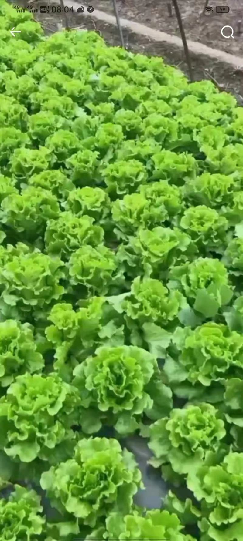生菜/散叶生菜/江苏生菜/淮安生菜/精品生菜/全国发货