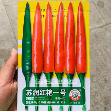 泰国引进杂交一代辣椒种子苏润红艳一号朝天椒种子大果型单生