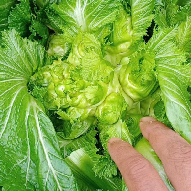 四川成都地区儿菜娃娃菜大量上市有需要的老板联系我